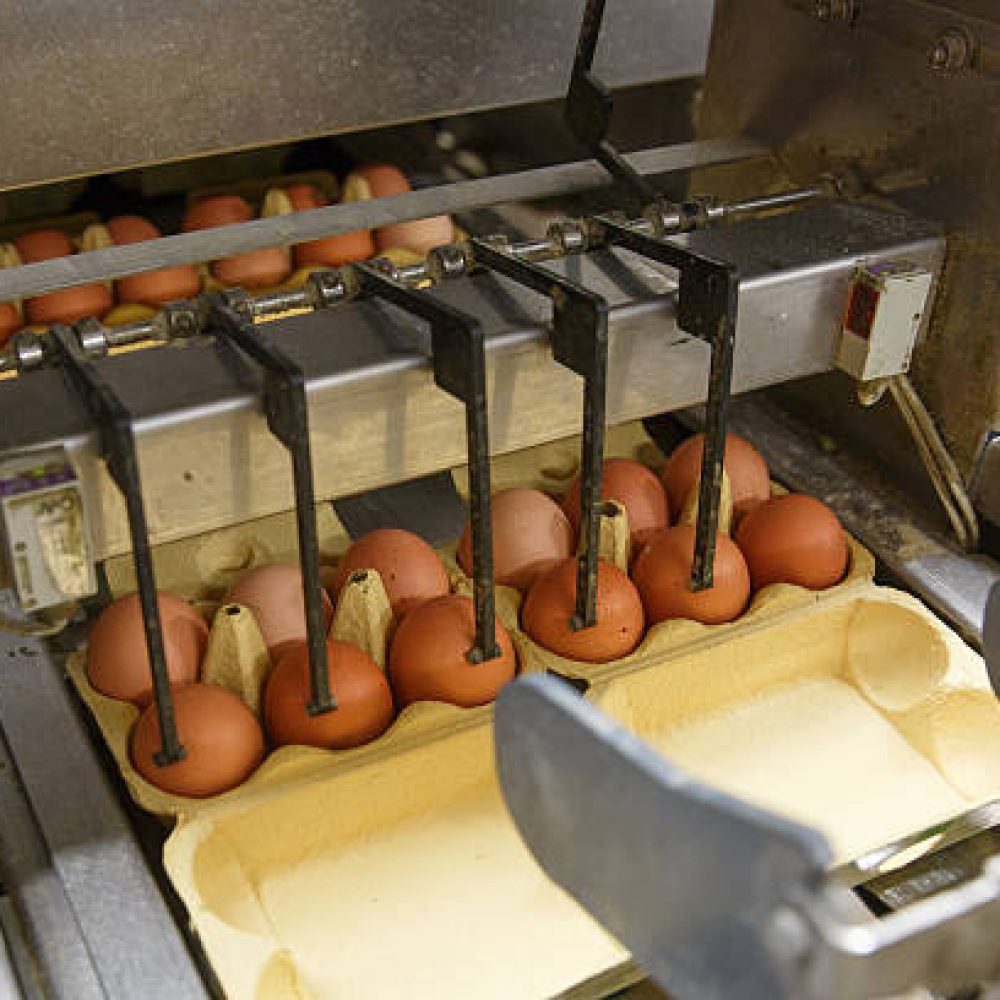 Automated packing of raw and fresh chicken eggs in a packing facility. Agribusiness, food production, organic farming, customer support and trade concept.